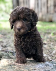 Chocolate Doodle with fluffy hair on rock