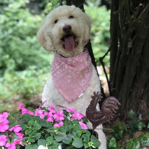 LuLu