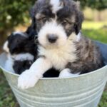 doodle puppies for sale in atlanta ga