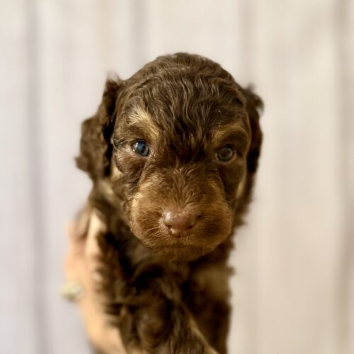 Archie