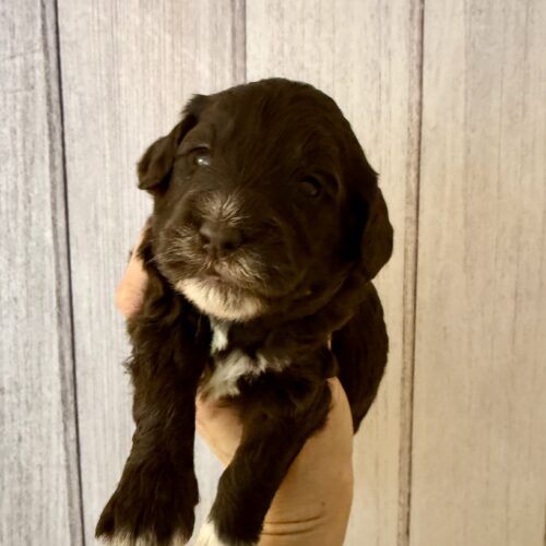 Darla